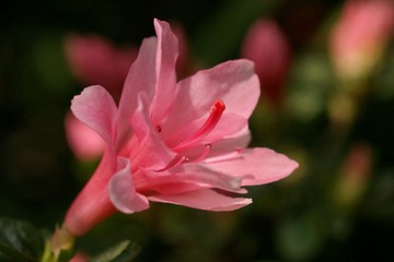 DSC08705.JPG