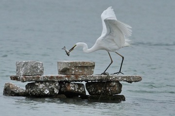 IMG_8460.JPG