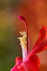 DSC01290.jpg