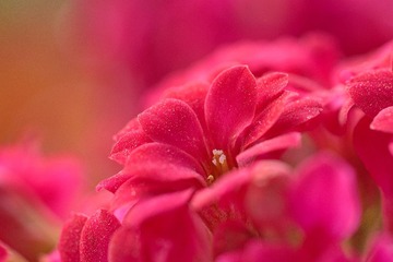 DSC01314.jpg