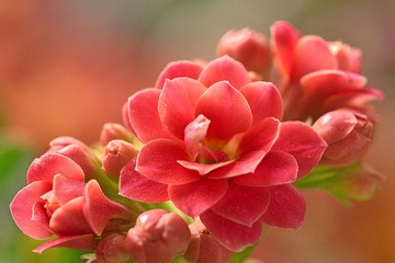 DSC01318.jpg