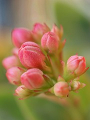 Blossoming Buds.JPG