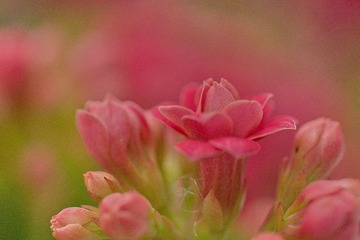 DSC01631.jpg