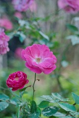 DSC01537.JPG