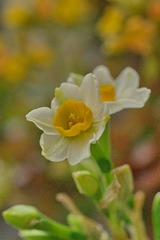 DSC01750.JPG