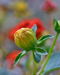 DSC01807.JPG