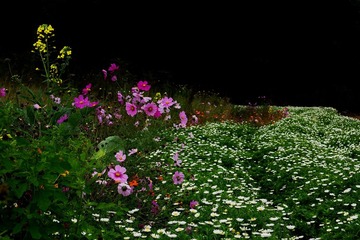 DSC08520.JPG