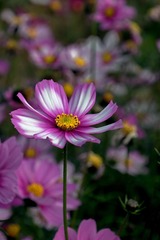 DSC08544.JPG