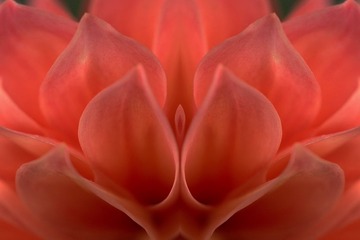 Petal .JPG