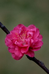 DSC02101.JPG