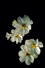 DSC08931.JPG