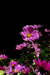 DSC08938.JPG