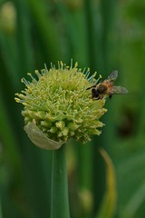 DSC08750.JPG