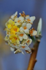 DSC02154.JPG