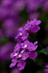 DSC08715.JPG