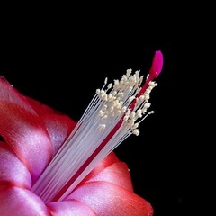 Nopalxochia (令箭荷花)