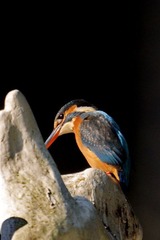 Kingfisher
