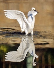 Showing
