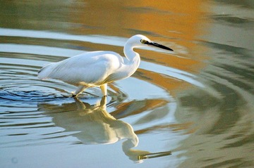 Reflection