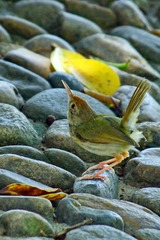 DSC08144da