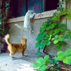 小猫说，我跳。