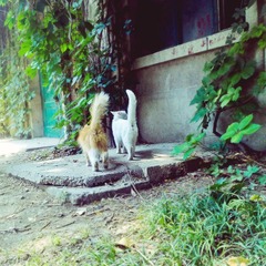 小猫说，安能辨我是雄雌