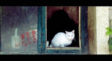 猫的眼神