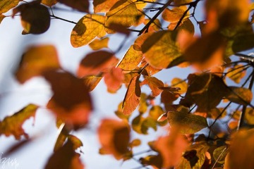 _MG_69701.jpg