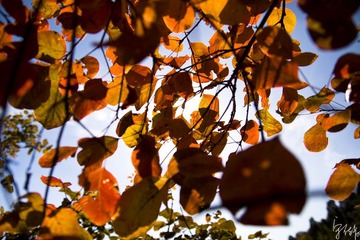 _MG_69721.jpg