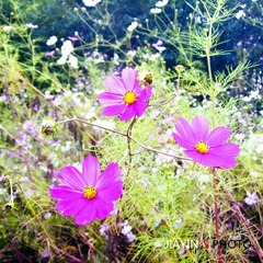大波斯菊