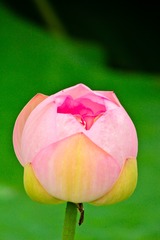 人像