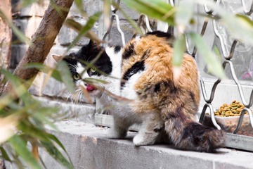 猫猫
