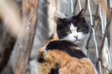 猫猫