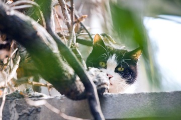 猫猫