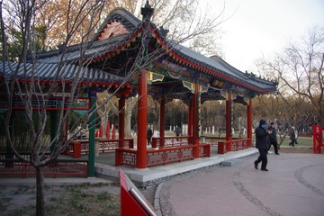 鸢尾