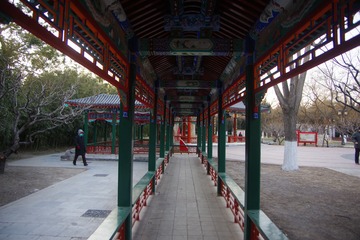 鸢尾