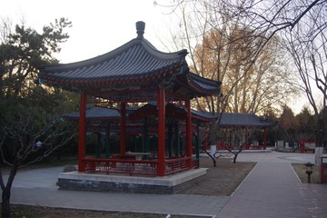 鸢尾