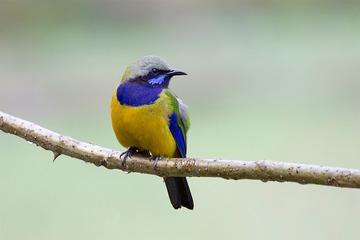 “IMG_1412”为智能对象-1
