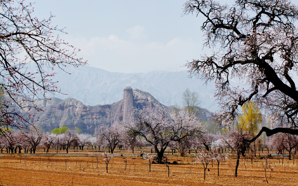 陇上杏花村甘肃东乡县唐汪川的杏花
