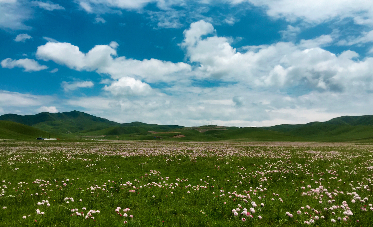 夏日的甘加草原拍照于甘肃甘南藏族自治州夏河县甘加草原