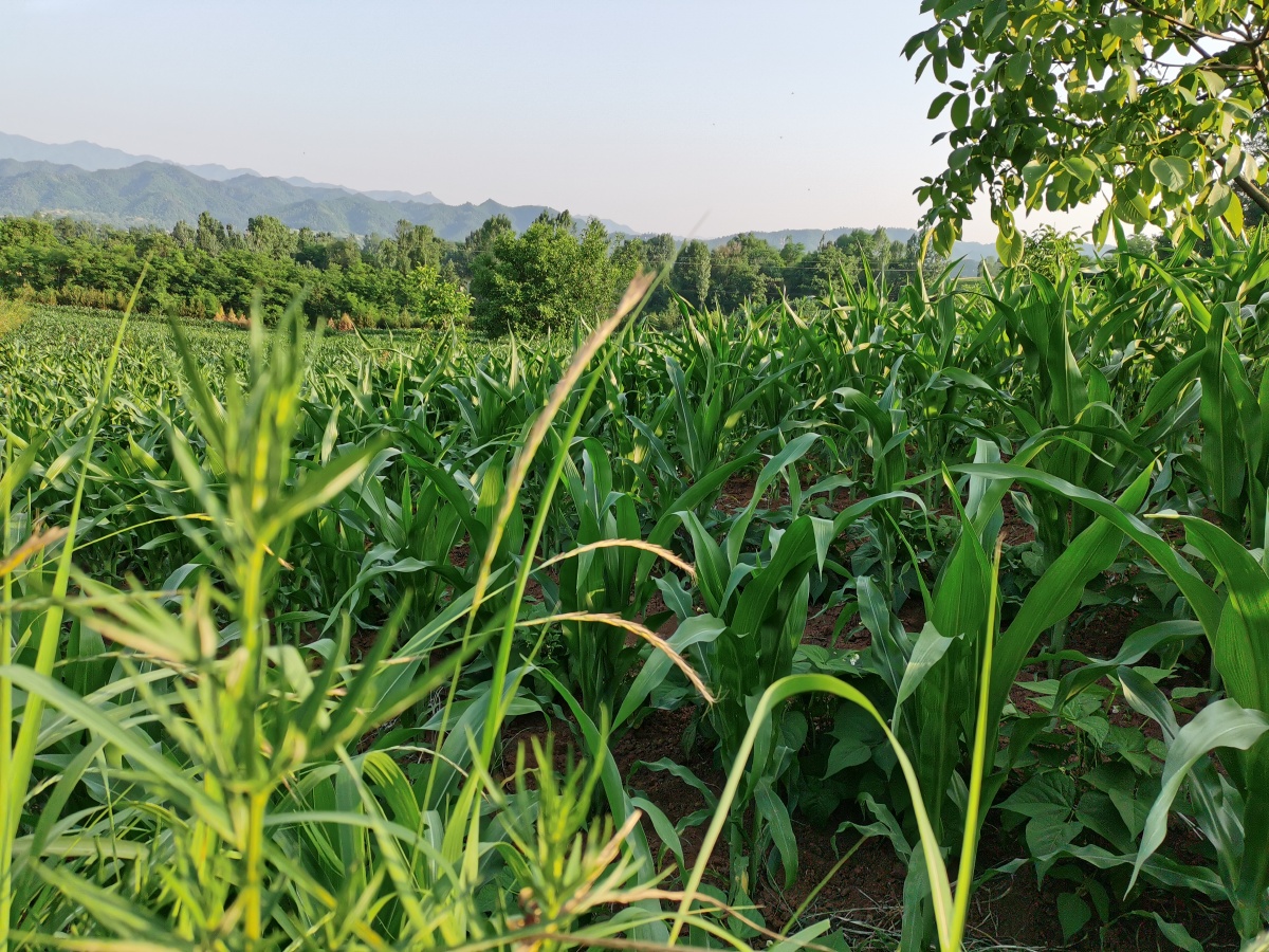 庄稼地,玉米禾苗