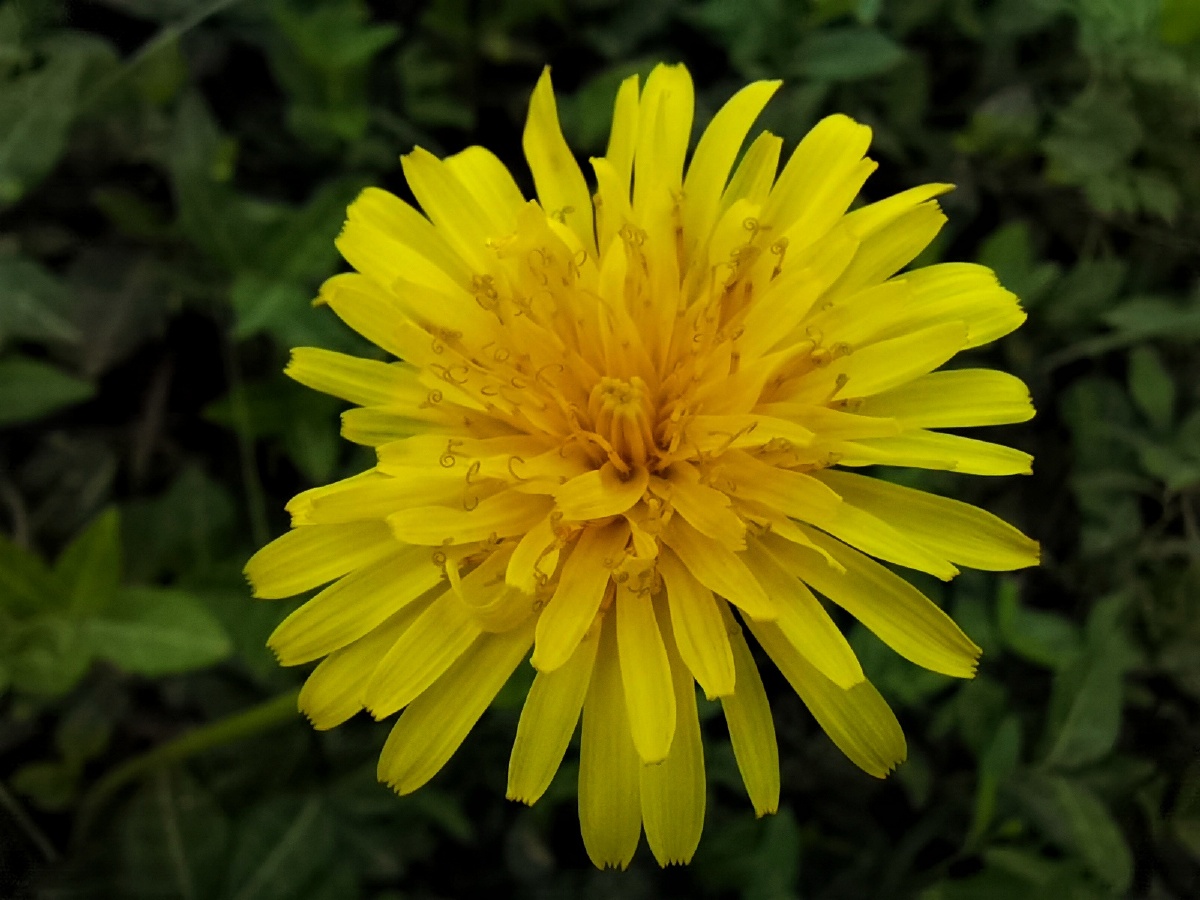 路边的一朵小花花