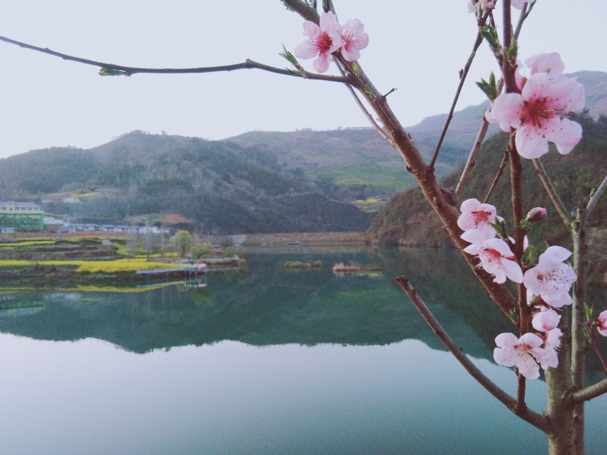 河边桃花