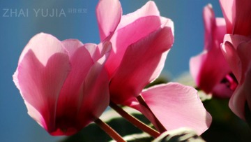 多可的花