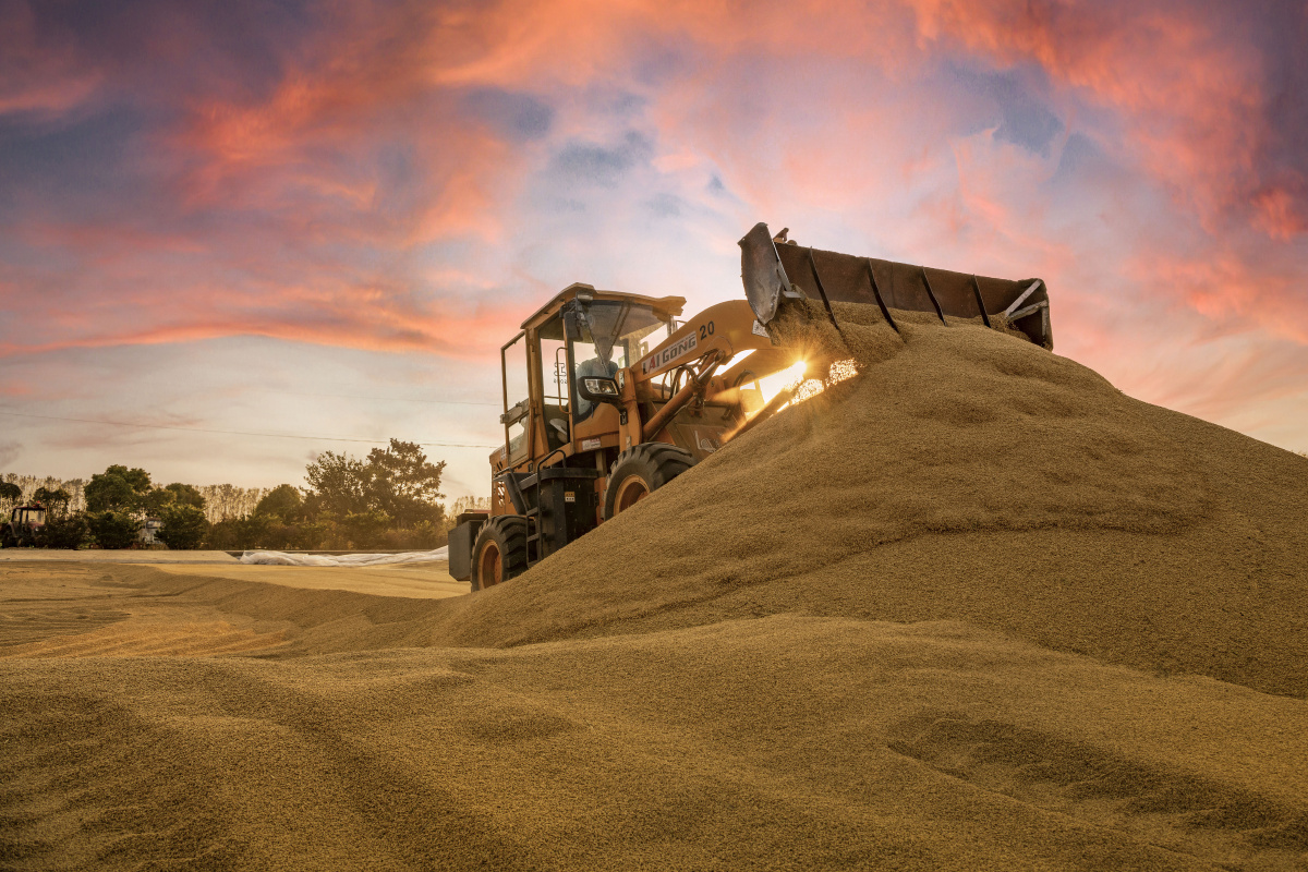 粮食大丰收,工人们正在将晒好的水稻打堆运输储存. - 龙之一哥 - 图虫
