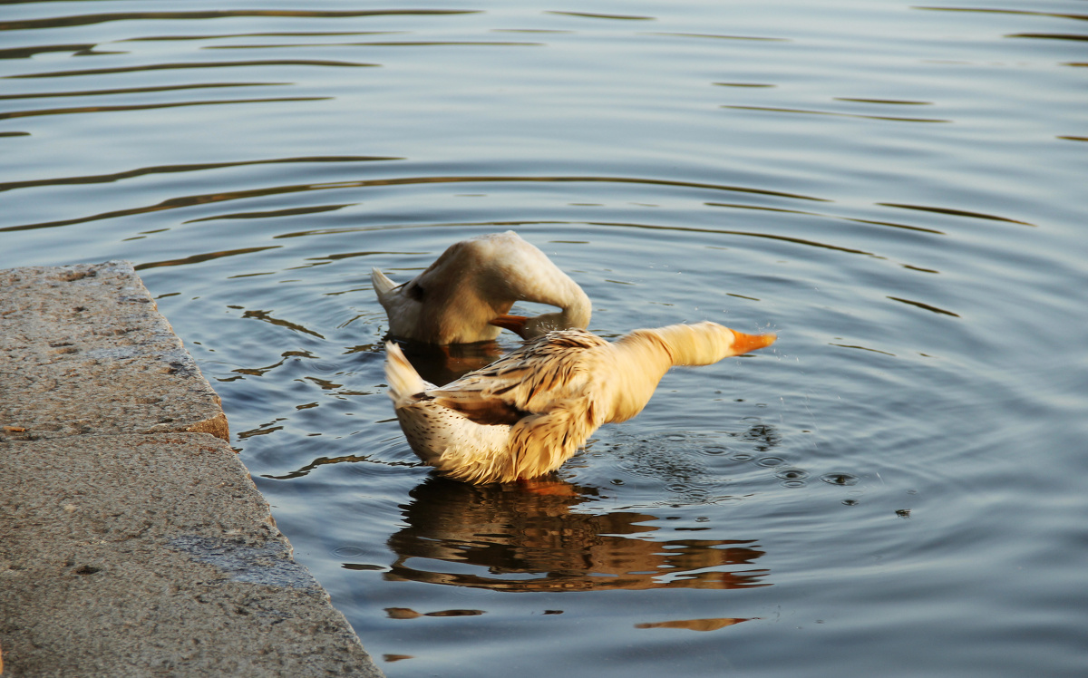 【臭美的鸭子】——有一个村,叫宏村