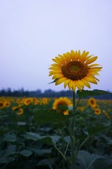 DSC04956.jpg