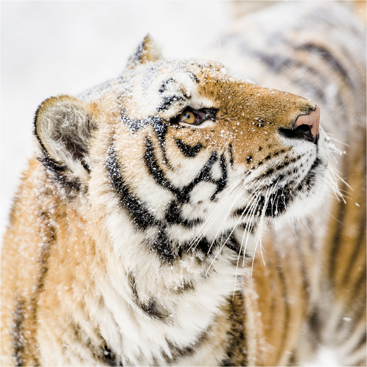 《东北虎》 - 自由摄影师王冰