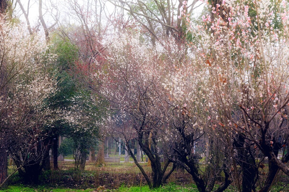 梅花在春风里笑着绽放开来，香了季节醉了春风。
