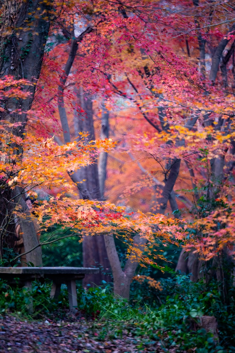 一林枫叶堕愁红